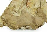 Hadrosaur Jugal, Jaw, and Ossified Tendons in Sandstone - Wyoming #371505-1